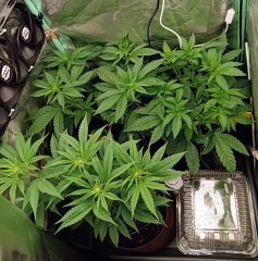 C55/F+15