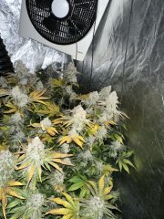 gelato 100% feminized GB Strain