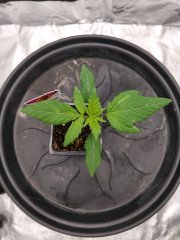 SXL C+9.jpg