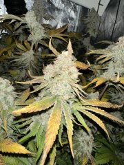 gelato 100% feminized GB Strain