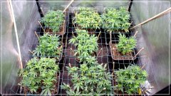CRO+50 scrog vue dessus.JPG