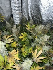 Gelato 100% feminized GB Strain