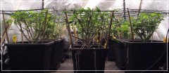 CRO+50 scrog vue dessous.JPG