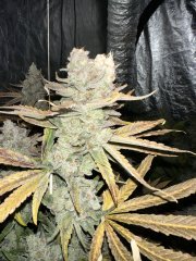 Gelato 100% feminized GB Strain