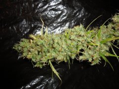 SS 741 x Cherry Wine 3