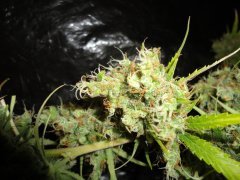 SS 741 x Cherry Wine 3
