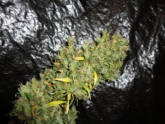SS 741 x Cherry Wine 4
