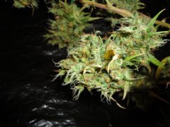 SS 741 x Cherry Wine 4