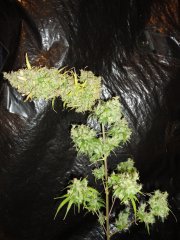 SS 741 x Cherry Wine 5