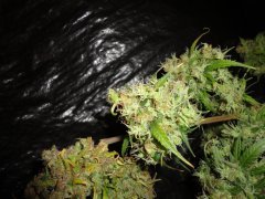 SS 741 x Cherry Wine 5