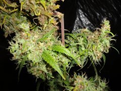 SS 741 x Cherry Wine 5