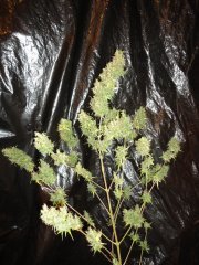 SS 741 x Cherry Wine 6