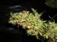 SS 741 x Cherry Wine 6