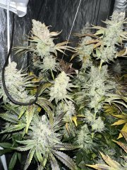 Gelato 100% feminized GB Strain