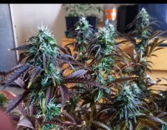 Session sélection de PM septembre critical+2.0, silent seeds / lava freeze, supersativa seed club