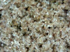 Macro dry 3
