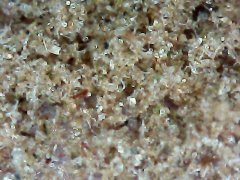 Macro dry 1