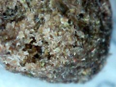 Macro dry 2