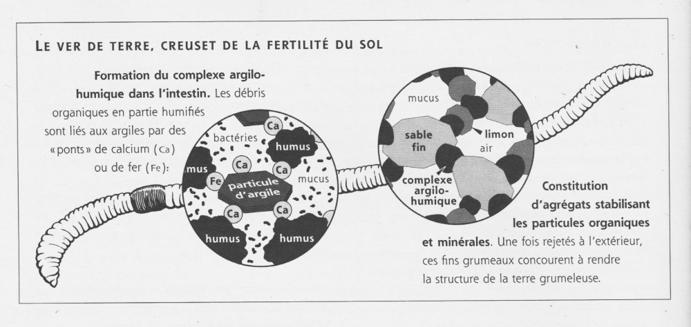 1689688844_Versdeterrecreusetfertilitdusol.thumb.jpg.f0928158b7d41a4723a24b53f57bb86e.jpg