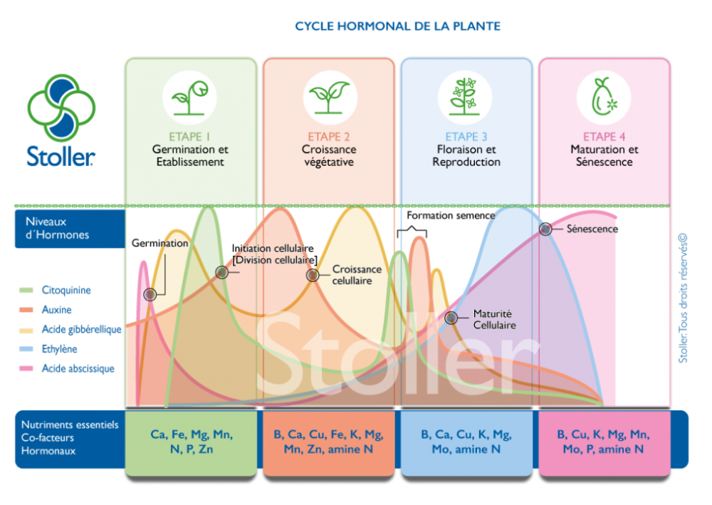 2111459498_PLANT-HORMONAL-CYCLE-FR-1024x725(1).thumb.png.8ffe7d2bed5d2e1381779b9117ea7fad.png