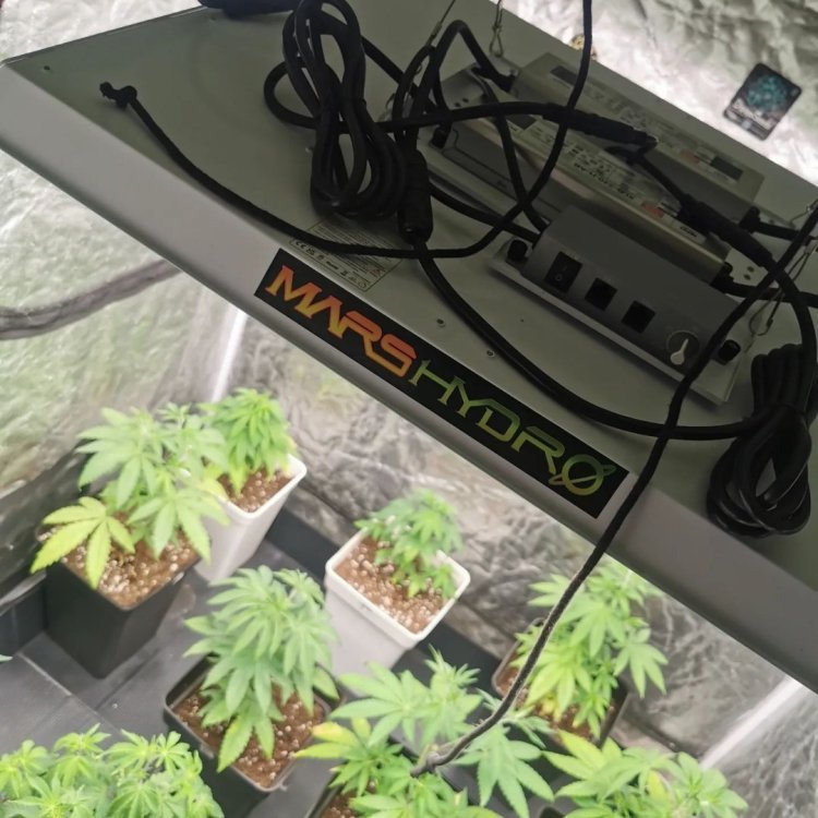 1，TS1000 2brothersfromweed420.jpg