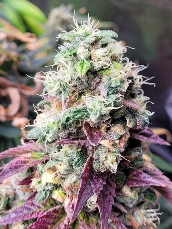 363793751_PurplePunchApothecaryGenetics.thumb.jpeg.ed5a82f970e1fdbe162e81501a3fb0ec.jpeg