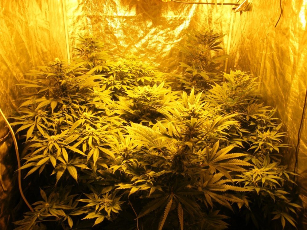 DSCF2042.thumb.JPG.73da204a50919d99ffcd09abe9e99f58.JPG