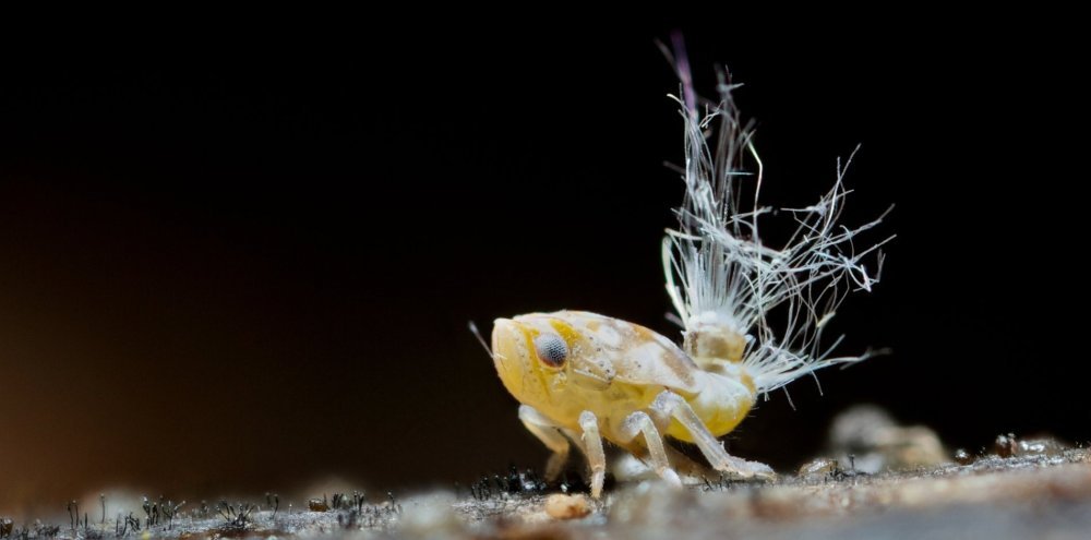 Scolypopa_australis_nymph.thumb.jpg.d8b8e606448aae5d061348a4e0b493e3.jpg