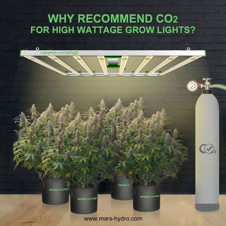 cannaweed.jpeg