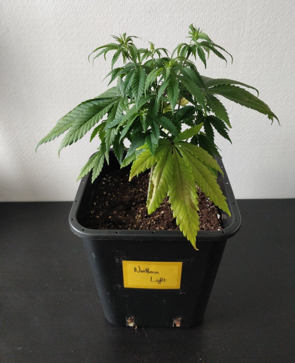 large.1697400657_Mj1C44-34-Diagnostic-NL(1).jpg.867e2e194157aa36e08cd00cef11b17e.jpg