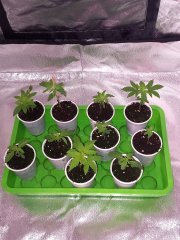 Bb grow.jpg
