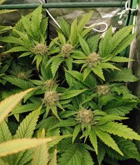 F49 amnesika