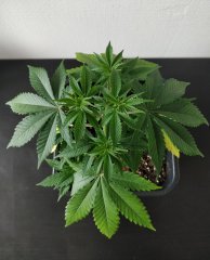 [Màj 1] [C+44-34] - Diagnostic - BC (2).jpg
