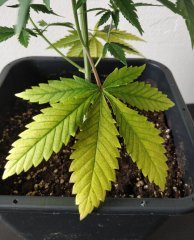 [Màj 1] [C+44-34] - Diagnostic - BC (4).jpg