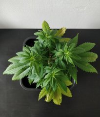 [Màj 1] [C+44-34] - Diagnostic - NL (2).jpg