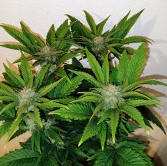 No Name F39