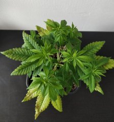 [Màj 1] [C+44-34] - Diagnostic - SXL (2).jpg