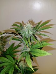 Wifi so Querkle F39