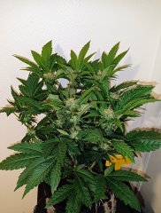 Amnesika 2.0 F39
