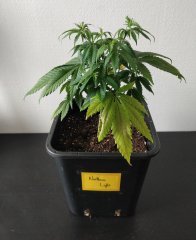 [Màj 1] [C+44-34] - Diagnostic - NL (1).jpg
