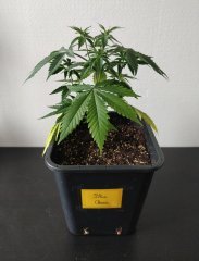 [Màj 1] [C+44-34] - Diagnostic - BC (1).jpg