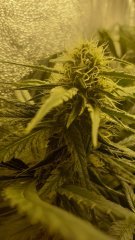 Bud Of Dub