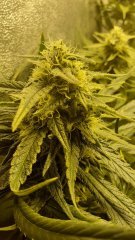Silence of Bud