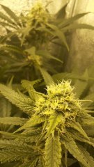 Bud Of Dub