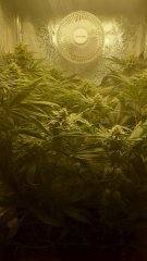 Dust Of Bud