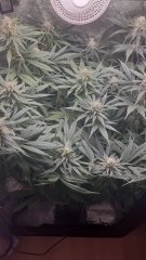 Up ina di bud side
