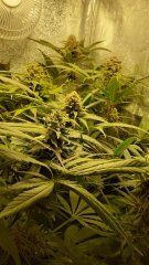 BubbleGumXL RQS