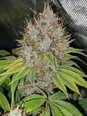 Bud wifi#43 somango