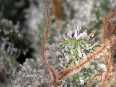 4062CA96-C5F3-453B-AD07-3392077FEB0B.jpeg