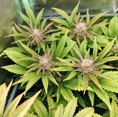 F49 no name